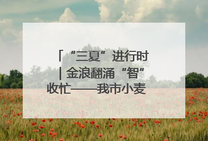 “三夏”进行时｜金浪翻涌“智”收忙——我市小麦开镰收割见闻