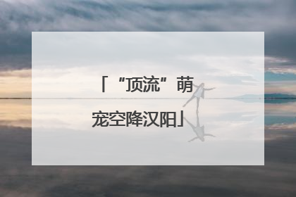 “顶流”萌宠空降汉阳