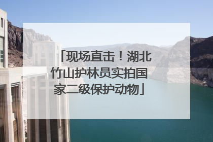 现场直击！湖北竹山护林员实拍国家二级保护动物