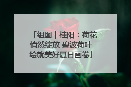 组图｜桂阳：荷花悄然绽放 碧波荷叶绘就美好夏日画卷