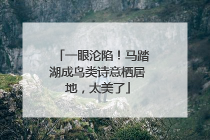 一眼沦陷！马踏湖成鸟类诗意栖居地，太美了
