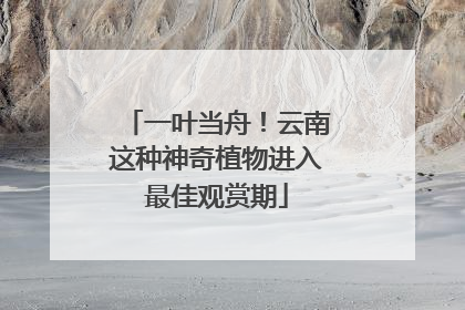 一叶当舟！云南这种神奇植物进入最佳观赏期