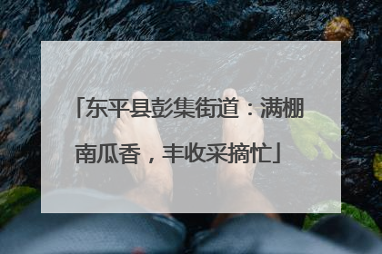 东平县彭集街道：满棚南瓜香，丰收采摘忙