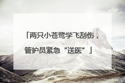 两只小苍鹭学飞刮伤，管护员紧急“送医”
