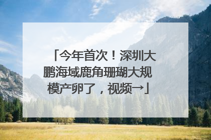 今年首次！深圳大鹏海域鹿角珊瑚大规模产卵了，视频→