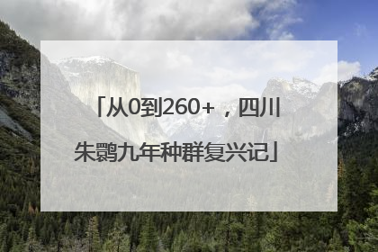 从0到260+，四川朱鹮九年种群复兴记