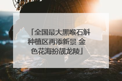 全国最大黑喉石斛种植区再添新景 金色花海扮靓龙陵