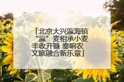 北京大兴瀛海镇“瀛”麦相承小麦丰收开镰 奏响农文旅融合新乐章