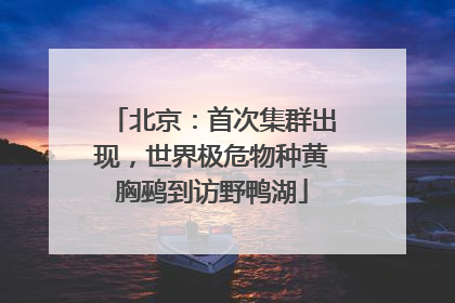 北京：首次集群出现，世界极危物种黄胸鹀到访野鸭湖