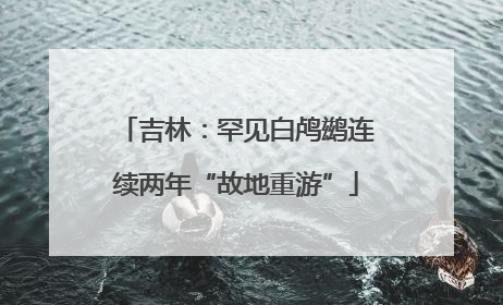 吉林：罕见白鸬鹚连续两年“故地重游”