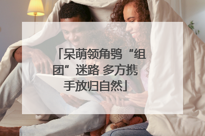 呆萌领角鸮“组团”迷路 多方携手放归自然