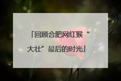 回顾合肥网红猴“大壮”最后的时光