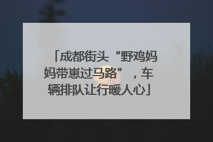 成都街头“野鸡妈妈带崽过马路”，车辆排队让行暖人心