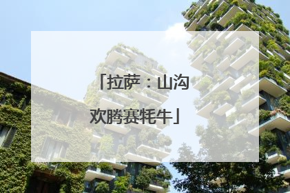 拉萨：山沟欢腾赛牦牛