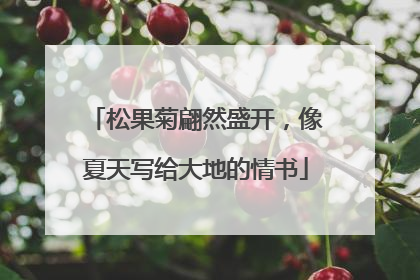 松果菊翩然盛开，像夏天写给大地的情书