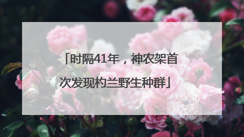 时隔41年，神农架首次发现杓兰野生种群