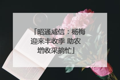 昭通威信：杨梅迎来丰收季 助农增收采摘忙
