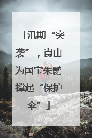 汛期“突袭”，崀山为国宝朱鹮撑起“保护伞”