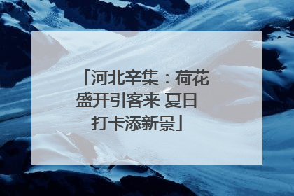 河北辛集：荷花盛开引客来 夏日打卡添新景