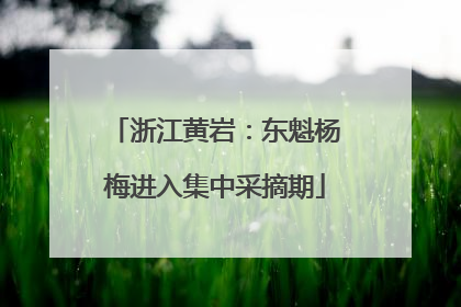 浙江黄岩：东魁杨梅进入集中采摘期