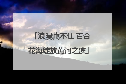 浪漫藏不住 百合花海绽放黄河之滨