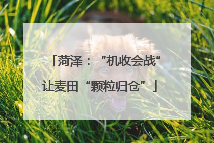 菏泽：“机收会战”让麦田“颗粒归仓”