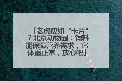 老虎瘦如“卡片”？北京动物园：饲料能保障营养需求，它体重正常，放心吧