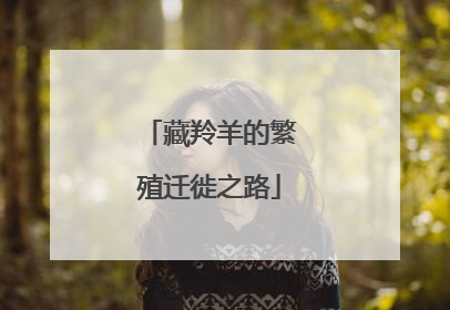 藏羚羊的繁殖迁徙之路