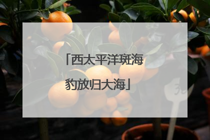 西太平洋斑海豹放归大海