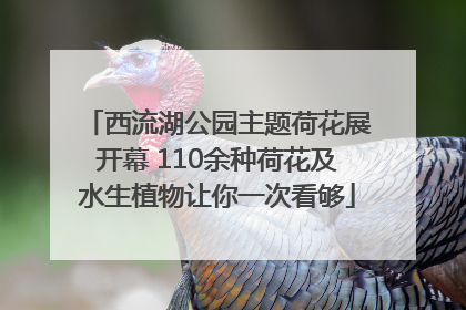 西流湖公园主题荷花展开幕 110余种荷花及水生植物让你一次看够