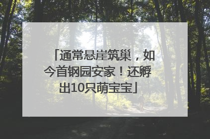 通常悬崖筑巢，如今首钢园安家！还孵出10只萌宝宝