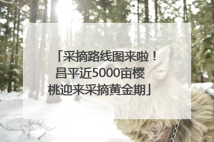采摘路线图来啦！昌平近5000亩樱桃迎来采摘黄金期