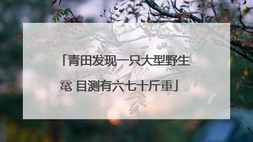 青田发现一只大型野生鼋 目测有六七十斤重