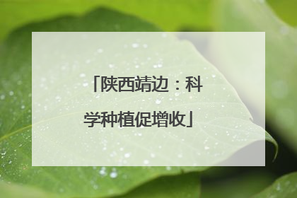 陕西靖边：科学种植促增收