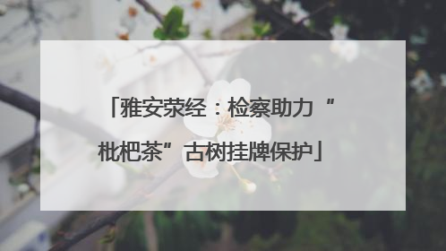 雅安荥经：检察助力“枇杷茶”古树挂牌保护