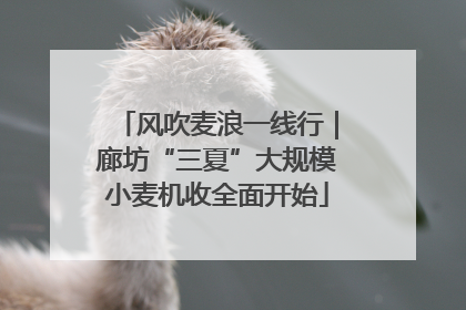 风吹麦浪一线行｜廊坊“三夏”大规模小麦机收全面开始