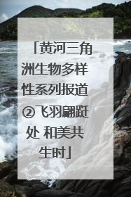 黄河三角洲生物多样性系列报道②飞羽翩跹处 和美共生时