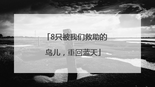 8只被我们救助的鸟儿，重回蓝天